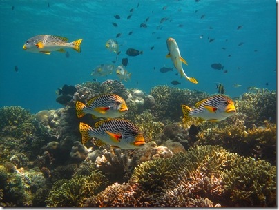 ralphs reef pic