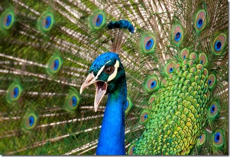 angry peacock